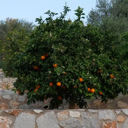 Olive Hill *